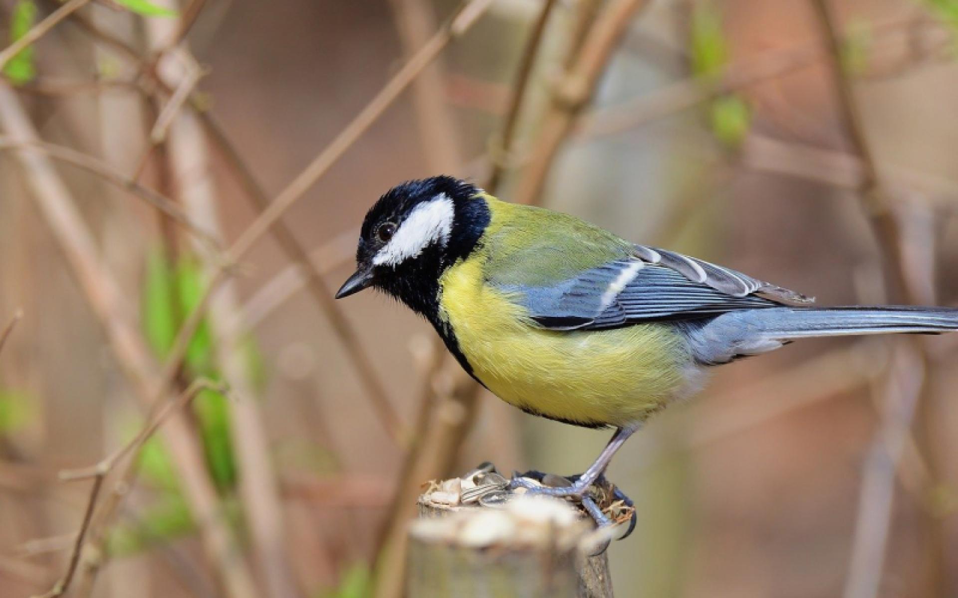 Vogel mit gelbem Bauch und schwarzem Kopf