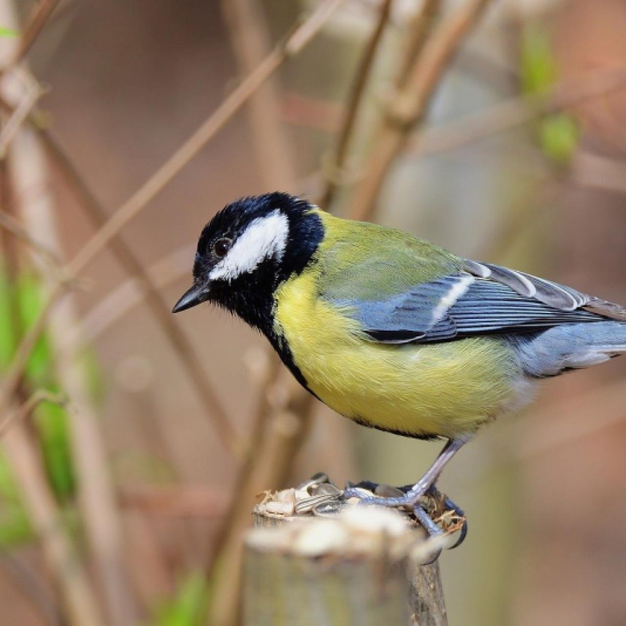 Vogel mit gelbem Bauch und schwarzem Kopf